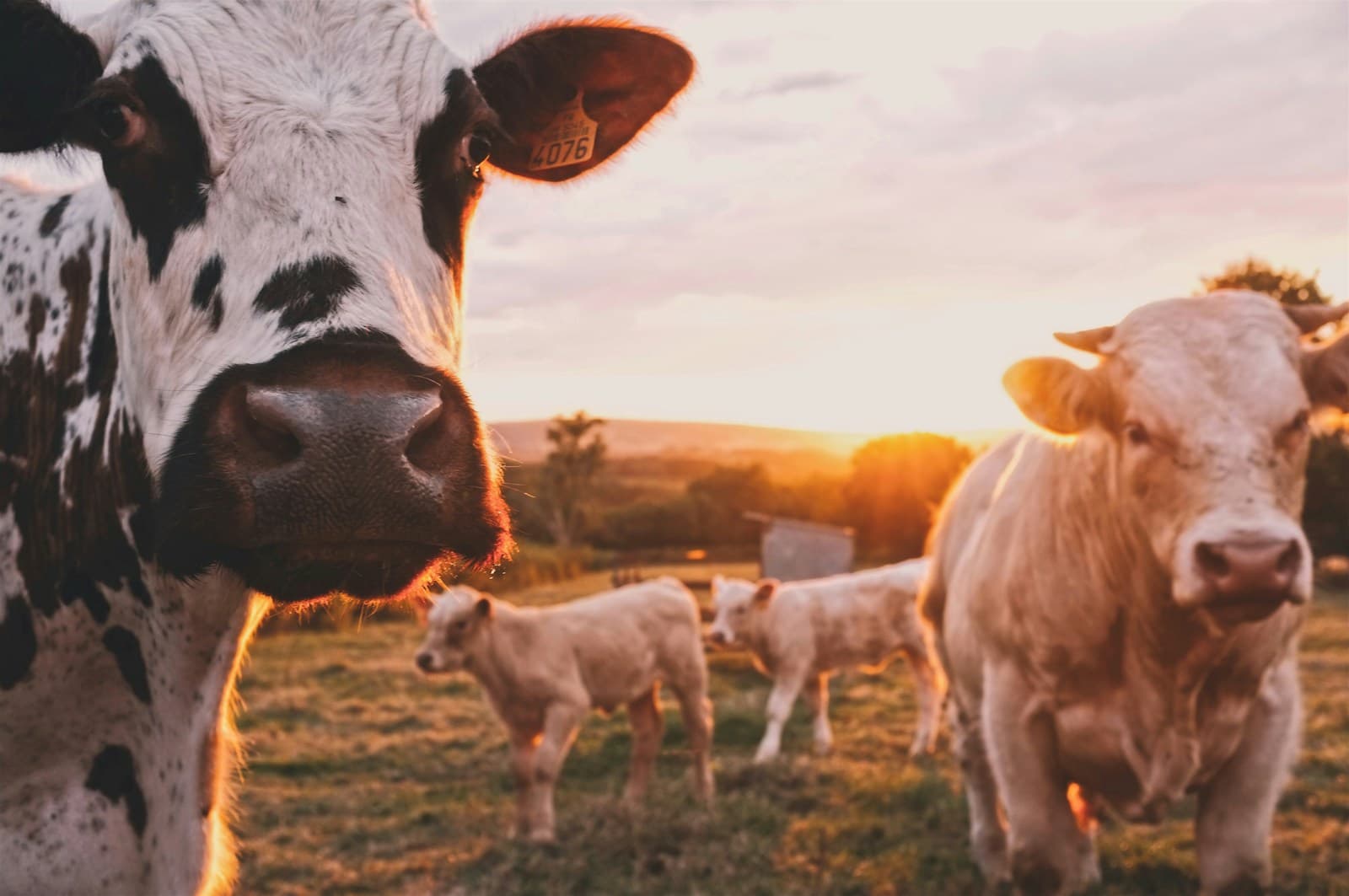 Illustrative photo of cattle in a pasture, used for a report on New World screwworm and border livestock trade.