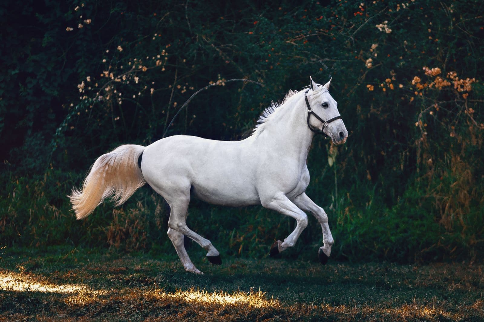 Illustrative photo of a horse, used for Belmont Stakes and Triple Crown horse-racing coverage.